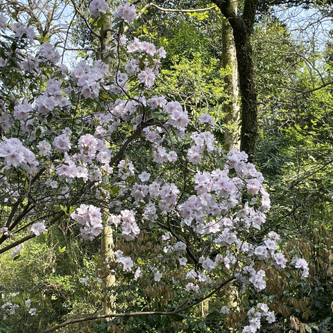 清欢爱蹦跶于2022-04-13 09:04发布的图片