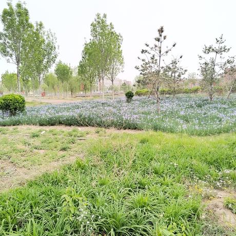 花道常假发于2023-04-14 08:40发布的图片