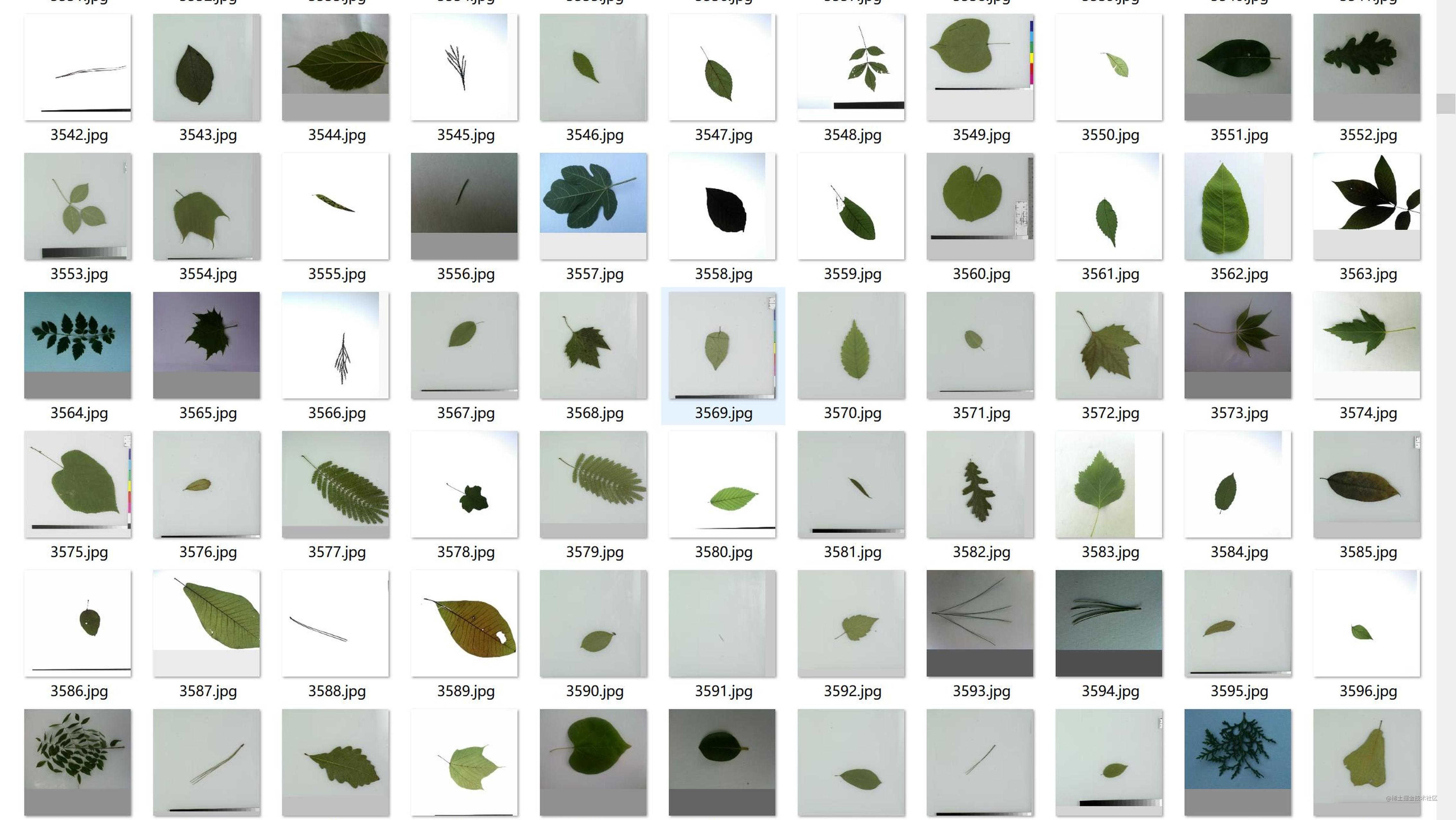 绿色树叶封面素材免费下载 - 觅知网