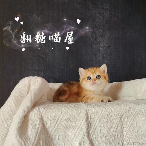 龍佛于2023-06-02 14:11发布的图片