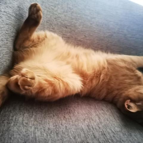 orangecat于2023-05-13 09:59发布的图片