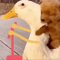 KmGMw.gif