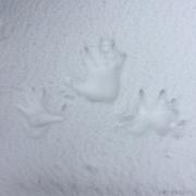 琥珀之谜的个人资料头像