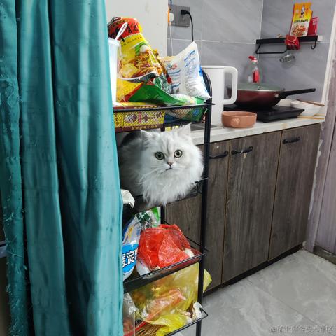 小鲁班的猫于2023-02-07 09:18发布的图片