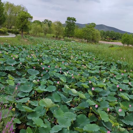 沉默的桑于2023-06-29 08:11发布的图片
