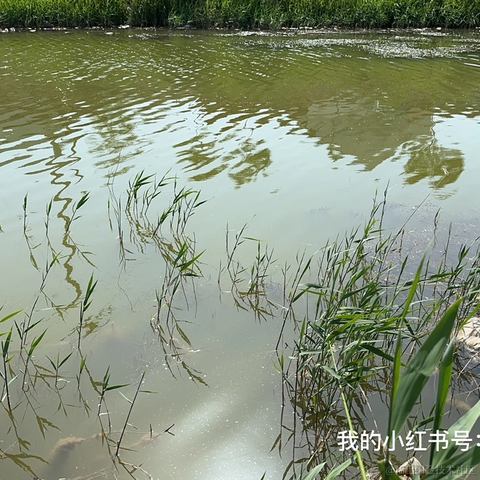 devhg于2023-05-03 21:15发布的图片