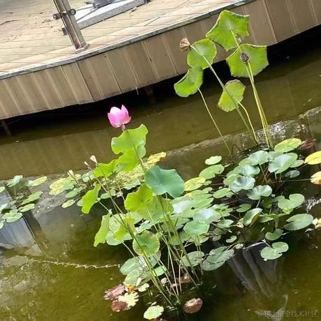 掘金齐天大圣于2023-05-21 14:00发布的图片