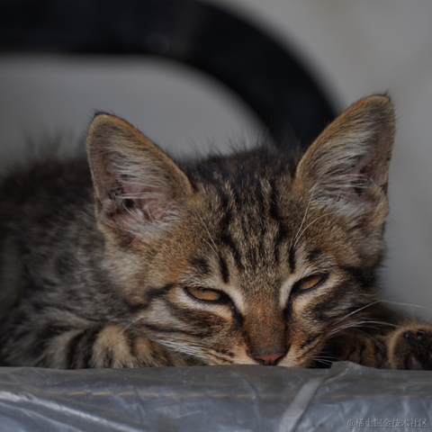 puppyyy于2023-03-16 07:46发布的图片