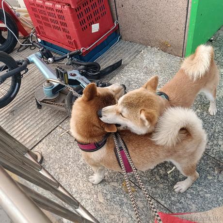 四月一日君寻于2023-06-28 09:26发布的图片
