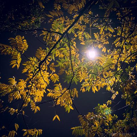 晚晚晚安于2022-11-19 22:33发布的图片