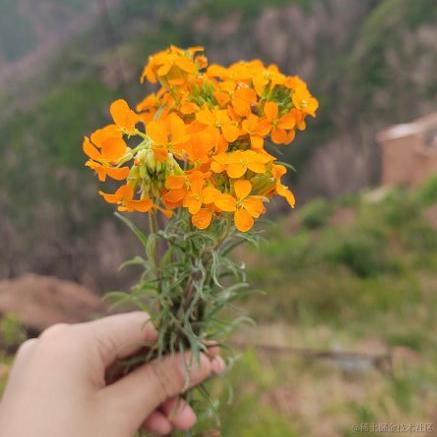 王木拉于2023-06-27 09:17发布的图片