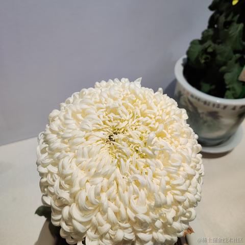 优秀稳妥的金枪小魔王于2023-11-28 11:00发布的图片