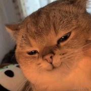 杜吃饱饭的个人资料头像