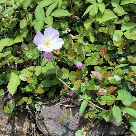 onetwo于2023-05-15 17:44发布的图片