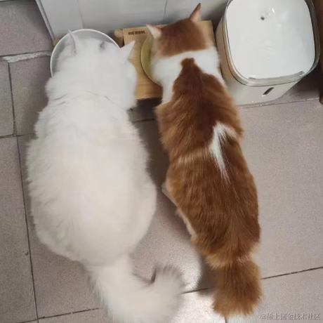 你怎么瘦的像条狗一样于2023-08-03 10:23发布的图片