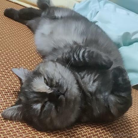 贝拉拉贝拉贝于2023-06-30 07:54发布的图片