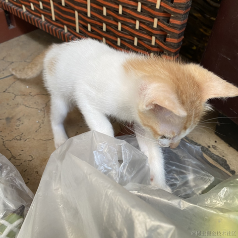 笨蛋小拉于2023-07-05 23:21发布的图片