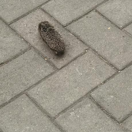 chewing于2022-11-09 11:51发布的图片