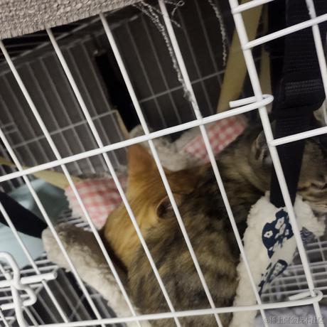 欲捺于2022-11-20 21:00发布的图片