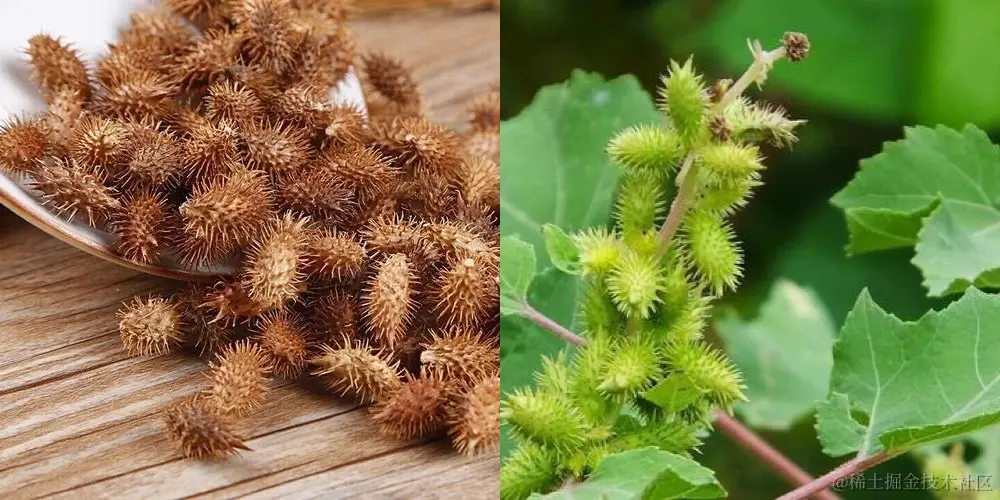 苍耳子.jpg
