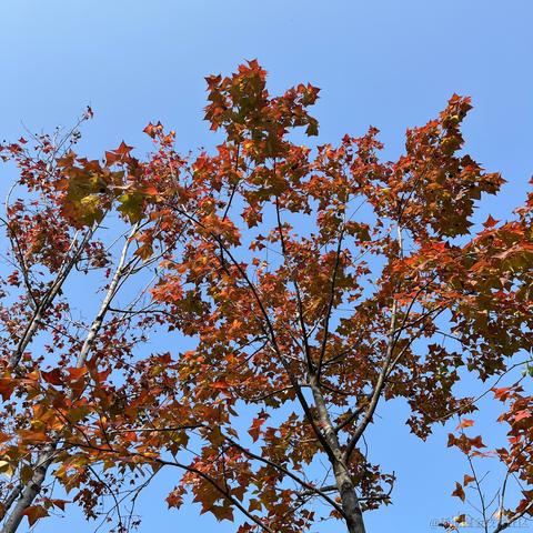 花折亦无情于2022-11-22 14:51发布的图片