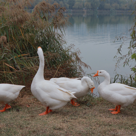 嘉然的增高鞋垫于2022-12-09 21:53发布的图片
