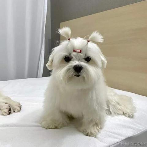 BooBoo于2021-12-23 19:17发布的图片
