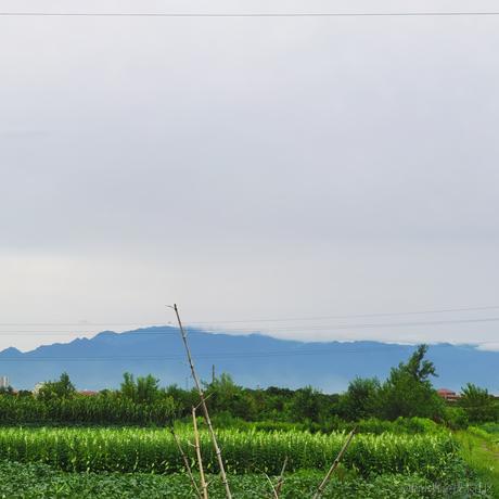 AAA加瓦咖啡批发老陈于2023-07-22 18:52发布的图片