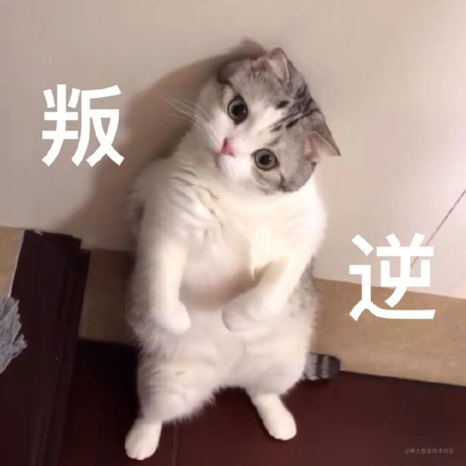 叛逆猫.jpeg