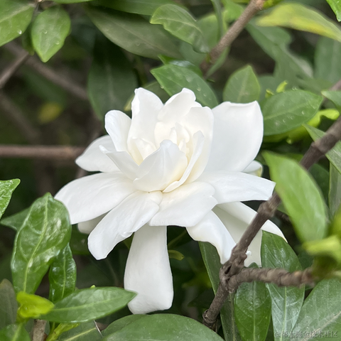 安酱于2024-05-29 12:40发布的图片