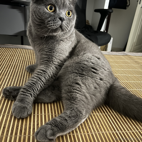 bellaQAQ于2023-07-05 08:39发布的图片