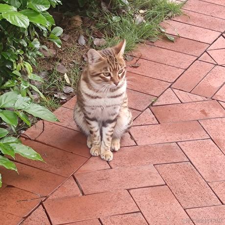 地狱拖拉机于2022-11-17 15:12发布的图片