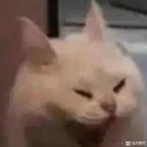 小兔子怎么听得懂这些呢于2022-12-10 17:42发布的图片