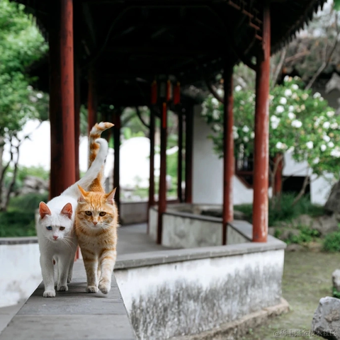 一只小橘猫于2021-07-12 17:29发布的图片