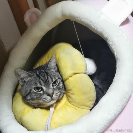 CatWatermelon于2022-12-11 00:39发布的图片