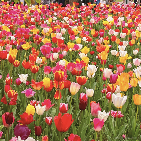 草莓酱于2024-03-29 09:15发布的图片