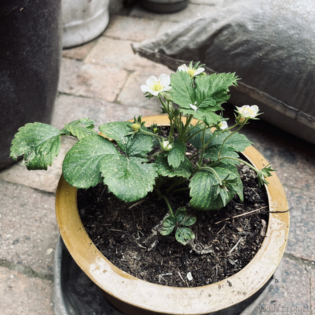 橙橙20230302于2023-05-14 15:49发布的图片