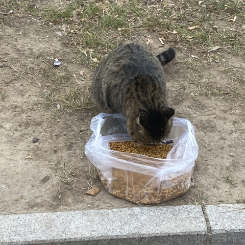 海猫与海豹于2022-11-28 16:38发布的图片