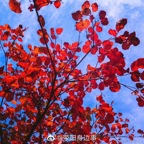 爱吃荆芥于2020-10-30 09:54发布的图片