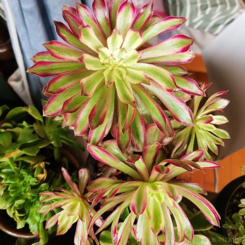 月季花于2022-11-28 08:43发布的图片