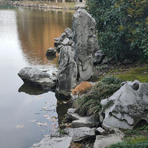 北冥养条鱼于2022-11-28 07:26发布的图片