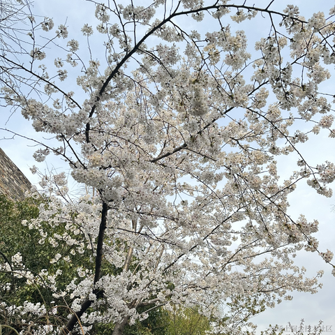 自由的_鱼于2023-03-20 17:33发布的图片