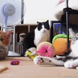 99年的小白于2022-08-19 09:37发布的图片