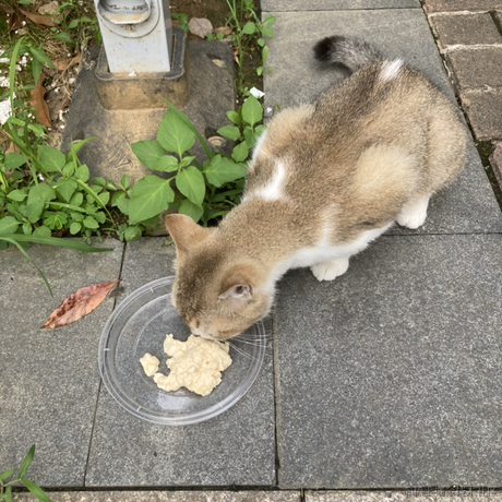 李狗蛋尔于2024-06-26 10:54发布的图片