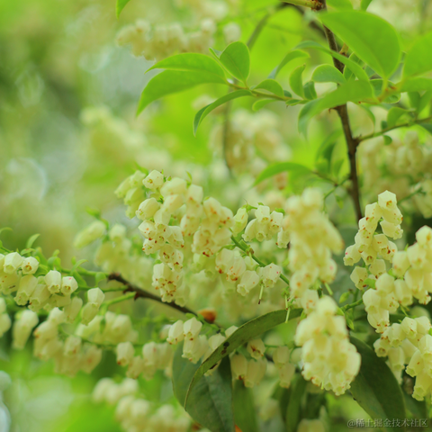 红毛丹于2022-05-02 17:57发布的图片