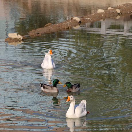 猪鼻小向晚于2023-07-05 09:23发布的图片