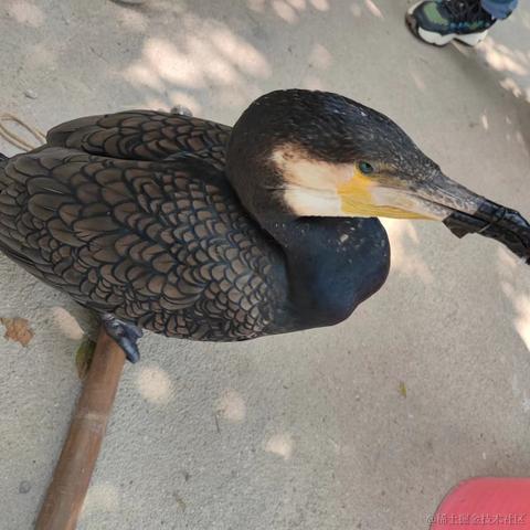 一路漂泊于2022-09-29 17:58发布的图片