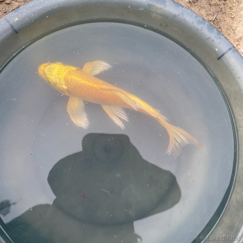 糖醋快乐水于2023-05-15 11:18发布的图片