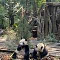 道系小布丁于2022-10-03 09:13发布的图片