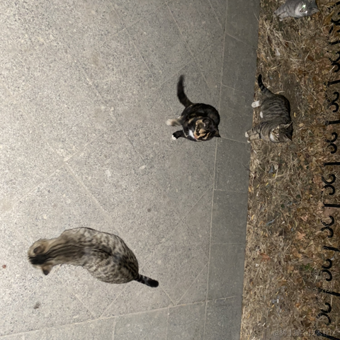 海猫与海豹于2022-11-26 12:24发布的图片